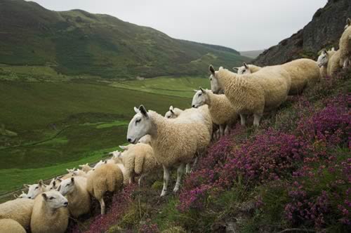 Hill Sheep